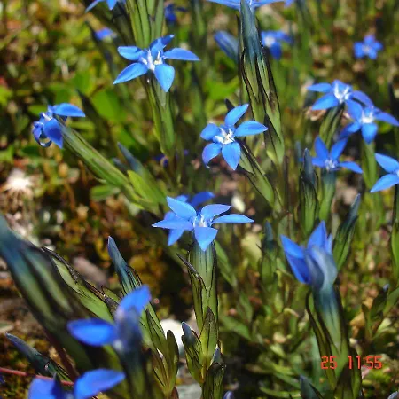 Garni Corinna Otel 3*