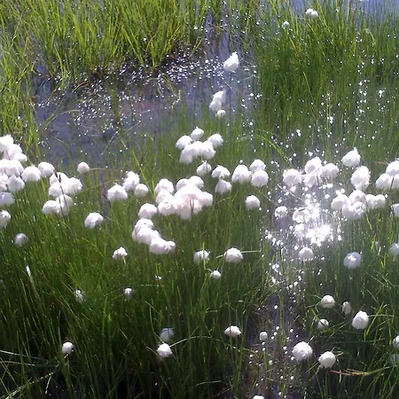 Garni Corinna Otel 3*