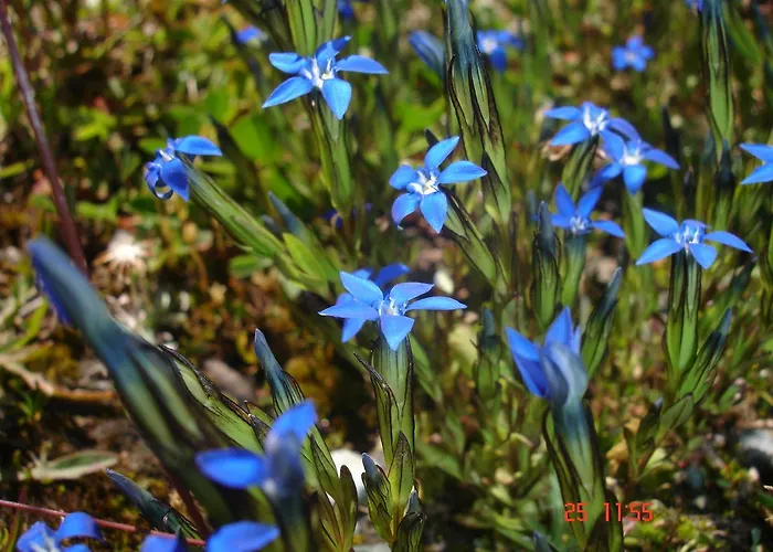 Garni Corinna ホテル 3*